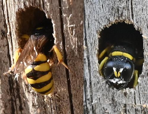 Lestica clypeata